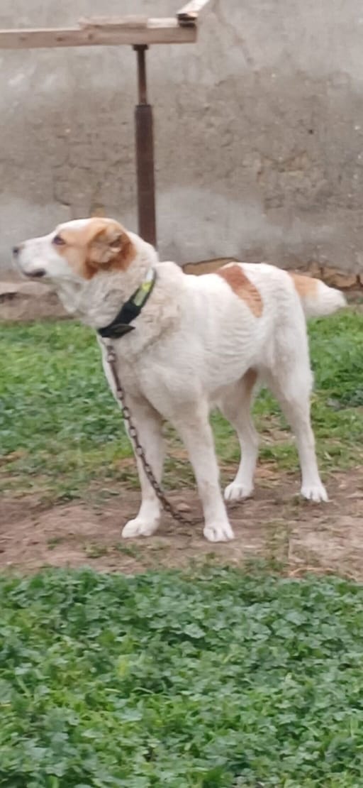 Dişi Alabay iti