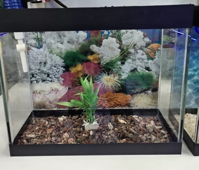 Akvaruimlar ağ seffav danio və glofisler