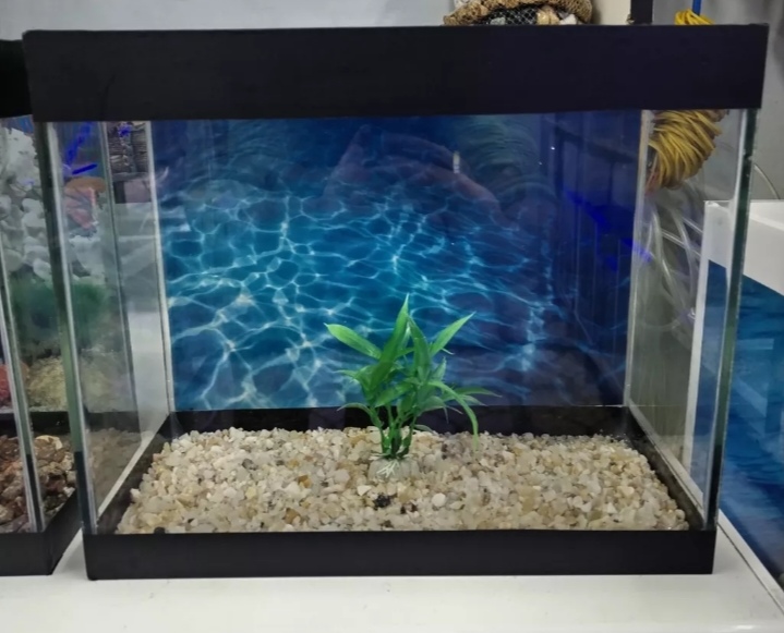 Akvaruimlar ağ seffav danio və glofisler