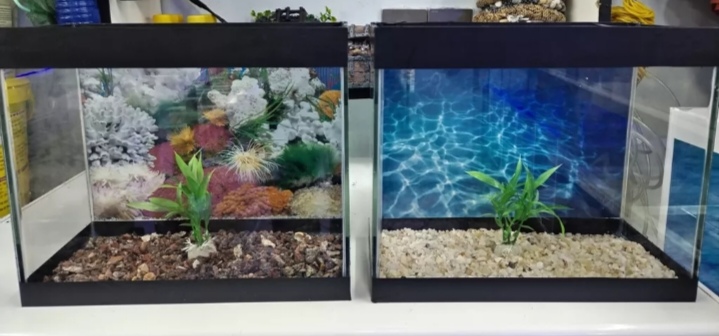 Akvaruimlar ağ seffav danio və glofisler